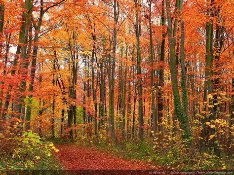 Commune de Chavannes sur Moudon - Foret